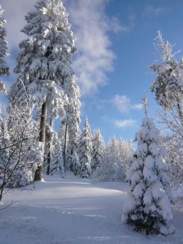Apartamento Harz-sonne 2