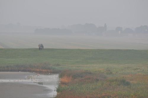 B&B De Oelesprong Westernieland