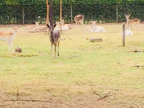 Bed & Breakfast 'het Oude Nest'