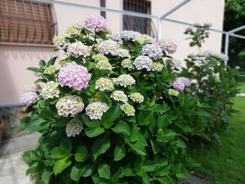 Bed & Breakfast Villa Ninfa Alburnea
