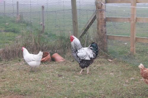 Bed & Breakfast Ach-na-sidhe
