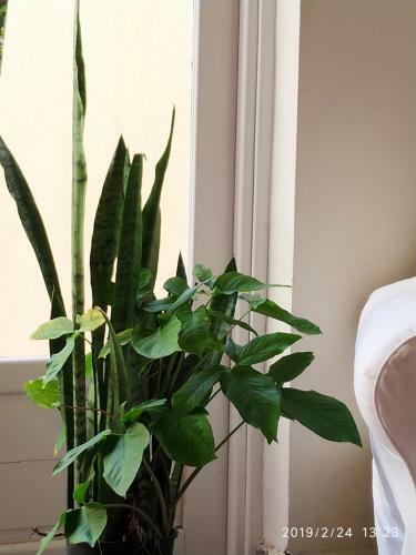 Apartamento Benavides 5