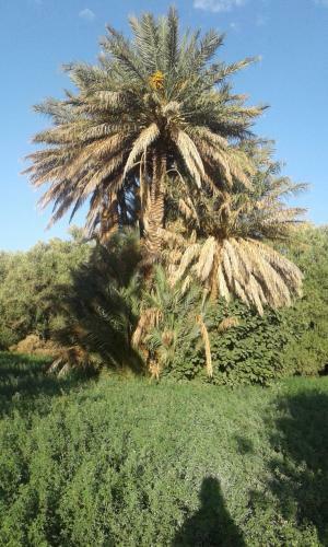 �cologie Oasis Tafilalt