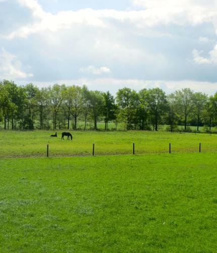 The Black Horse B&B & More
