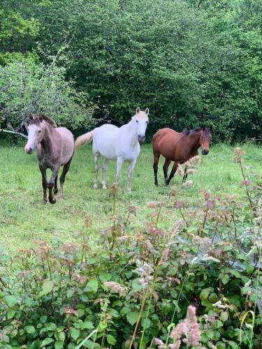 Agroturismo Posada El Pare�n