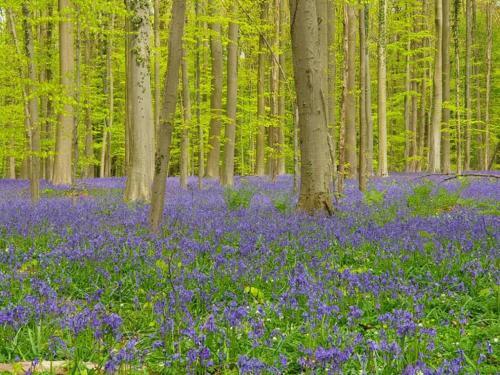 Hallerbos B&B In Bluebell Forest