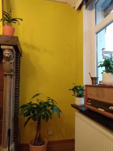 Home Trietje