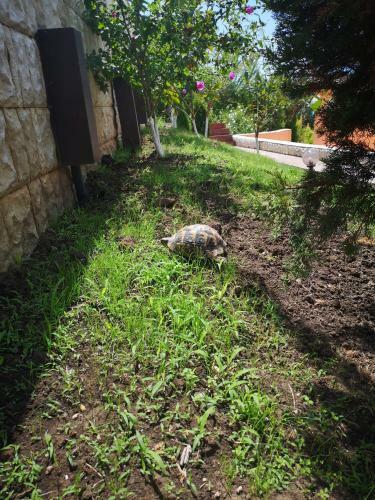 Apartamento Complex Karia V