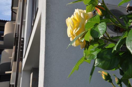 Summer Apartments In Complex Viyana Nessebar