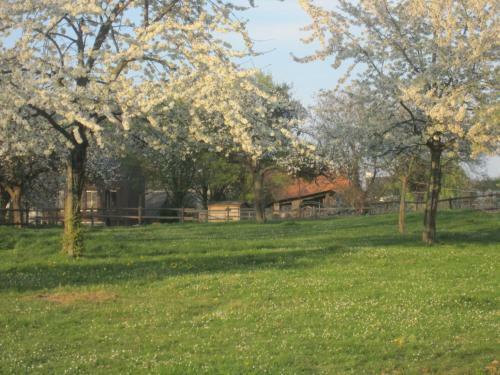 Vakantiewoningen 'hoeve De Witte Olifant'