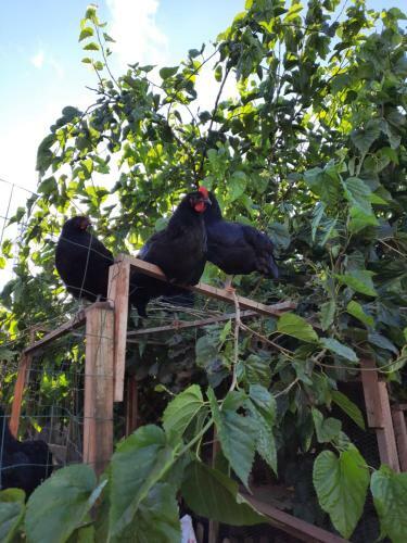 Agroturismo Finca La Jaraca