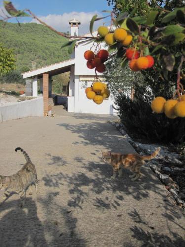 Alojamiento Rural Alfaguara