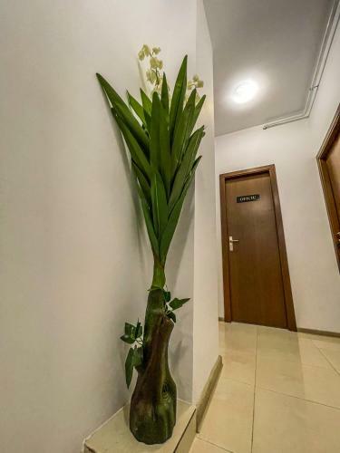 Hostal Lotus Rooms