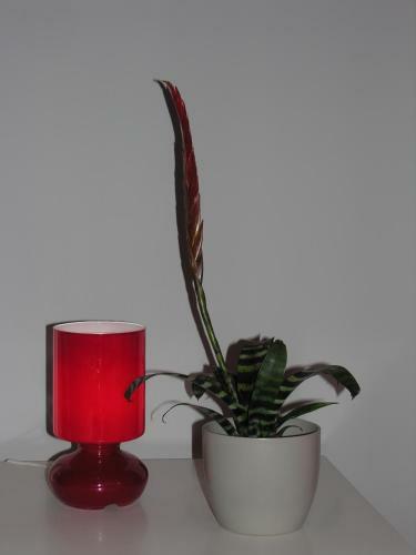 Apartament Amaryllis