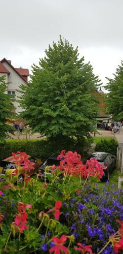 Hostal Dom Pod Jeleniem
