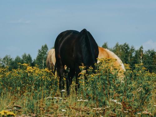 Gospodarstwo Agroturystyczne Anielin
