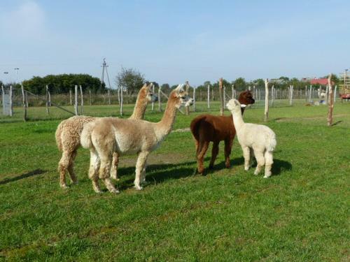 Agroturismo Alpaka-ranczo Aff