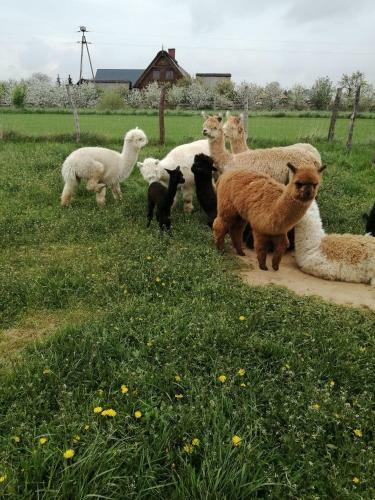 Agroturismo Alpaka-ranczo Aff