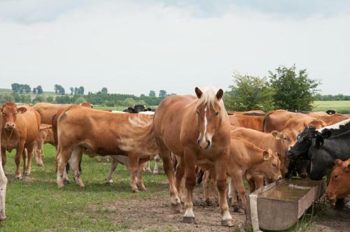 Agroturystyka Lolkowo