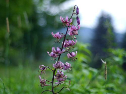 Black Yurt Chromiec