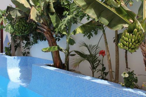 Casa El Olivo, Tenerife