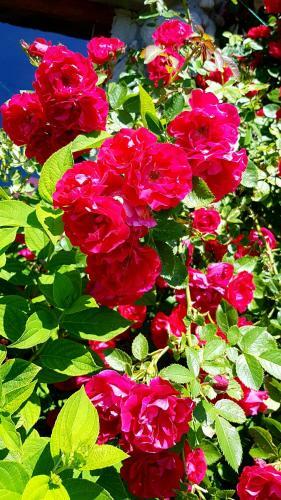 Agroturismo Anton�wka