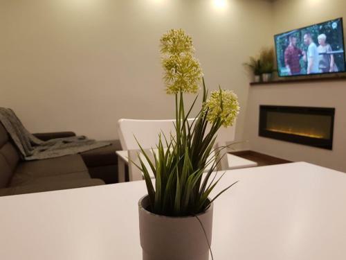 Pm Apartament