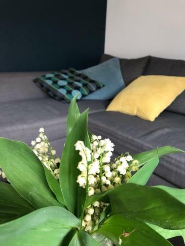 Dolne Miasto 9 Apartament