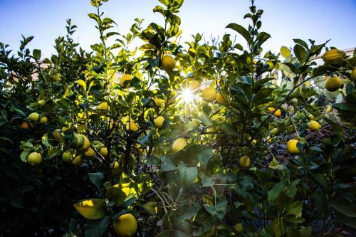 Apartamento The Lemon Tree