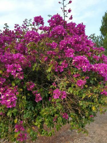 Bed & Breakfast Finca San Mateo