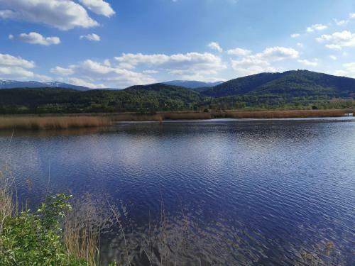 Apartament Bukowy Las