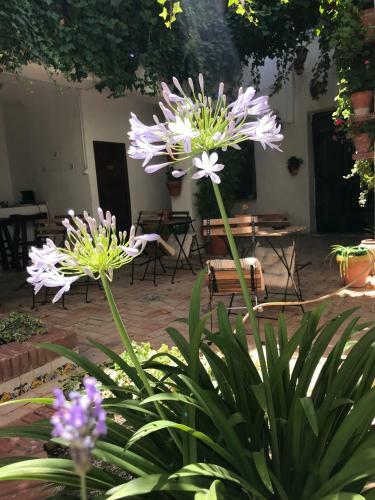 Hostal La Casa de F�lix