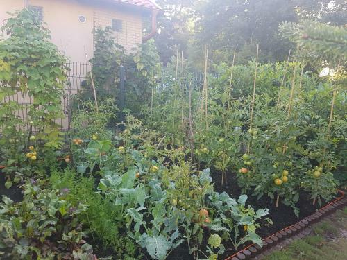Apartamento Dom Colonia