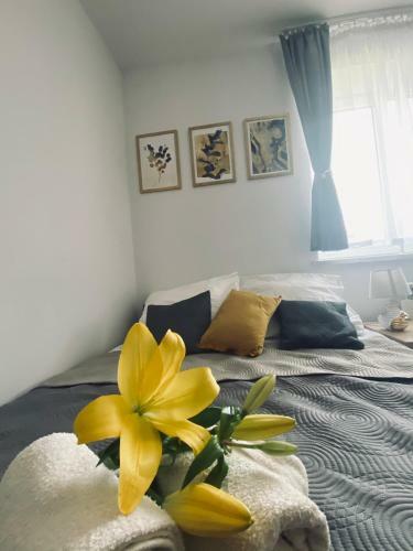 Apartamenty Majka