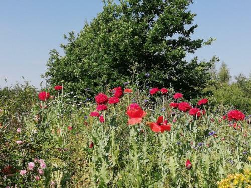 Agroturystyka Dom Pracy Tw�rczej