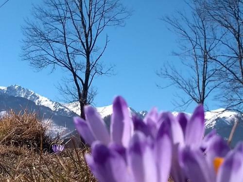 Apartament Akuratny Zakopane