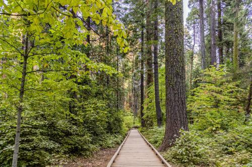 Whitetail Hollow