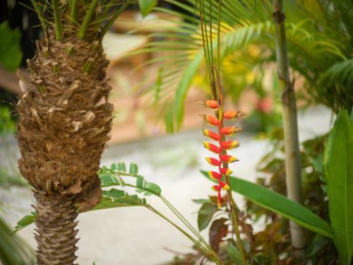 Favela Chic Tamarindo Boho Boutique Bungalow Close To The Beach
