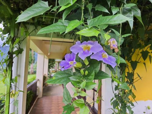 Hotel Chamong Chiabari Mountain Retreat