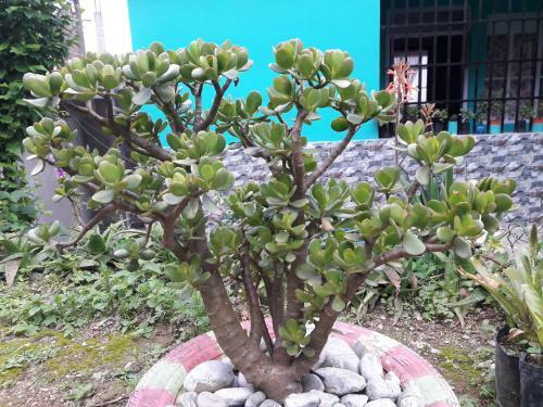 Kabiraalaya Homestay
