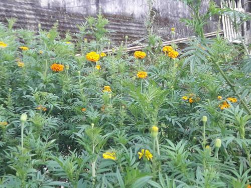 Kabiraalaya Homestay