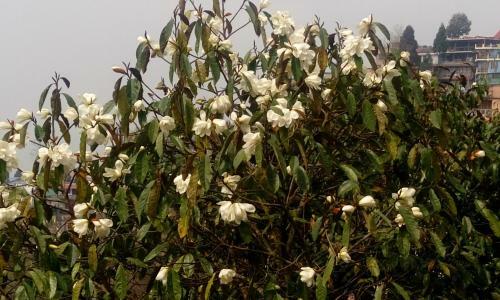 Sunakhari Homestay Darjeeling