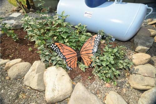 Riverfront Paradise-butterfly Ranch On The River