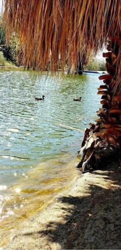 Anja Adobe At Bubbling Wells Oasis