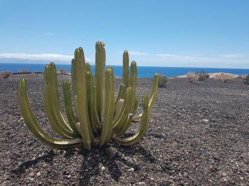 Tenerife Lizards - Duplex In The First Line