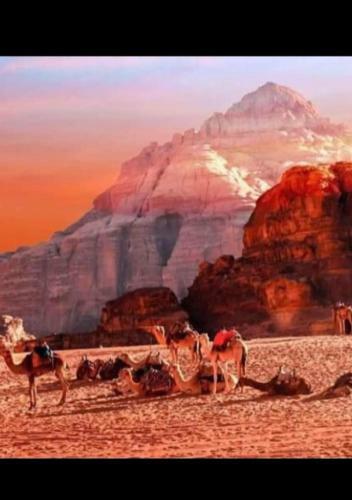 Wadi Rum Watch The Stars