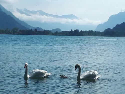 Apartamento Berner Oberland Am Thunersee