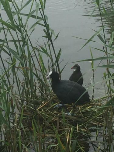 Bed & Breakfast Logies De Meerkoet