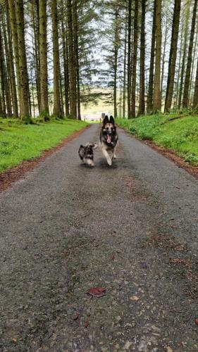 Forester's Retreat Glamping