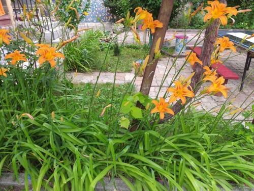 Apartamento Home Borjomi